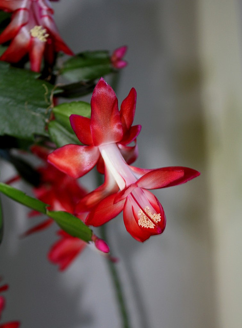 Schlumbergera carmin