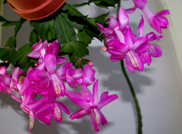 SCH. rose (5)