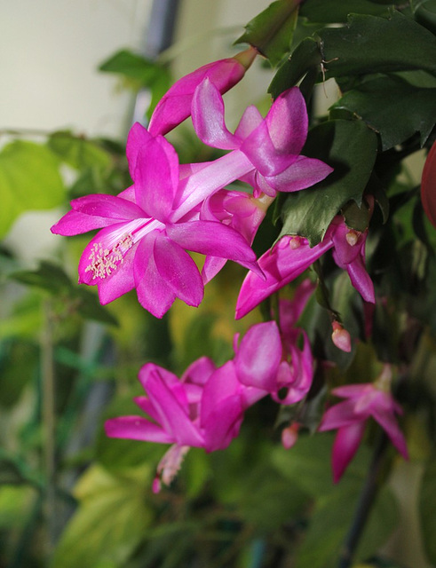 SCH. rose (6)
