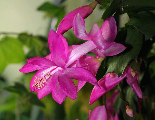 SCH. rose