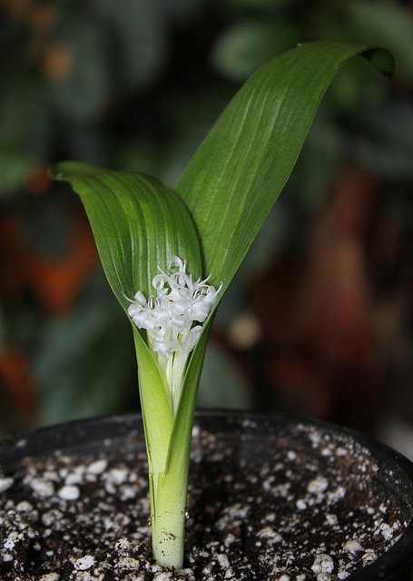 Polyxena ensifolia