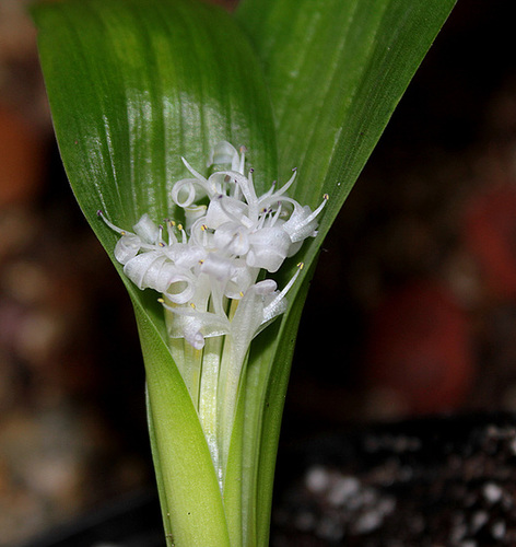 Polyxena ensifolia