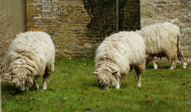 asthall church, oxon.