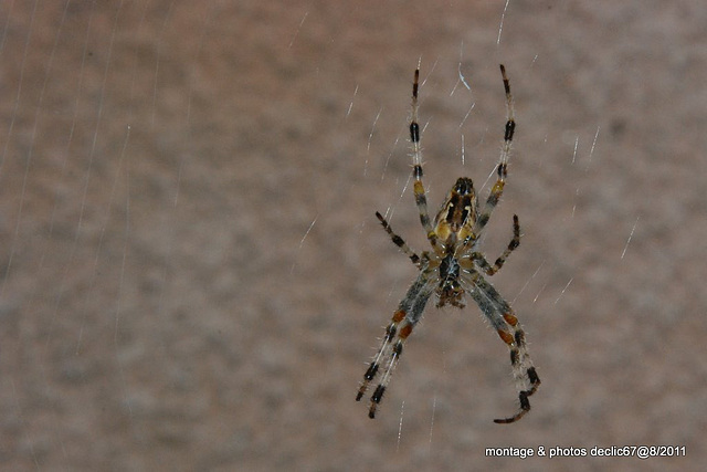 araignée du soir ....bonsoir   ......!