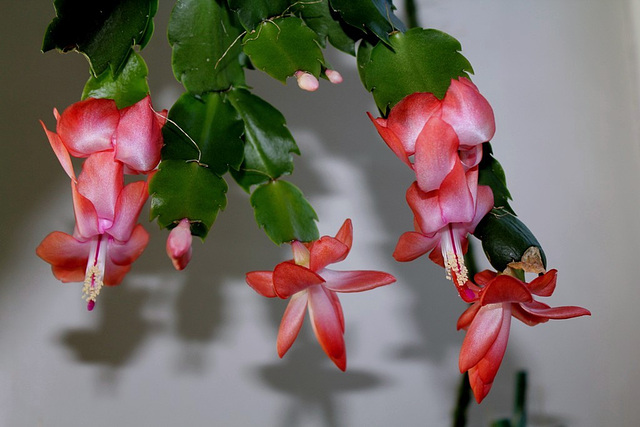 schlumbergera "corail"