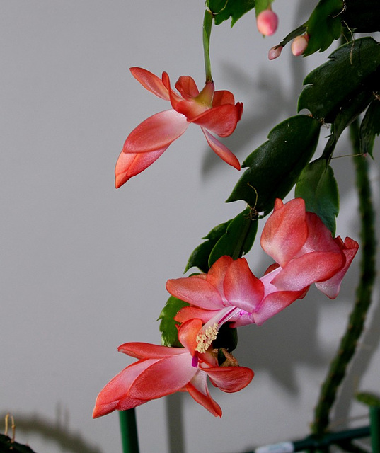 schlumbergera "corail"