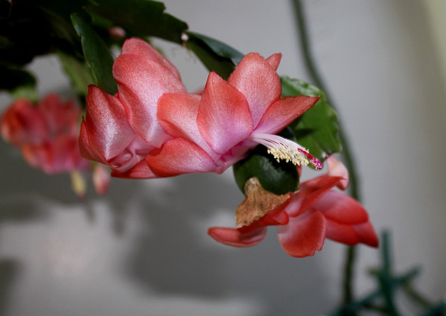 schlumbergera "corail"