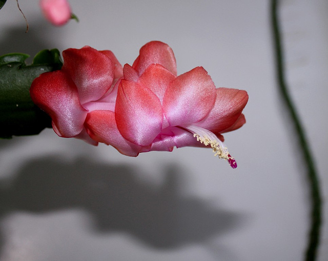 schlumbergera "corail"