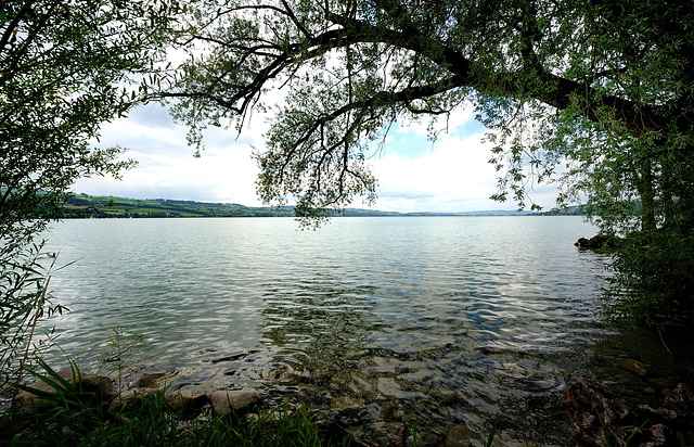 Le lac de Sempach...