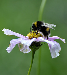 Hummel @ Chalice Well - Glastonbury 110831