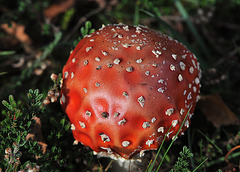 fungus (d)