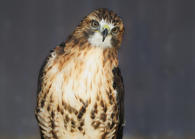 Red-tailed Hawk