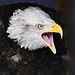 Alaskan Bald Eagle