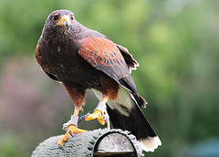 Harris Hawk