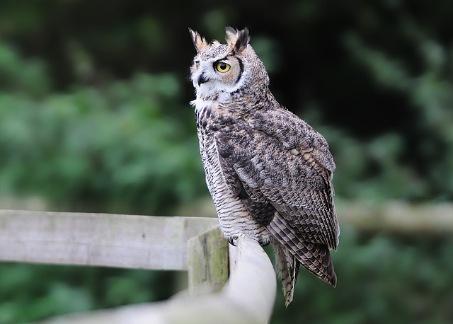 Great Horned Owl