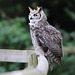 Great Horned Owl