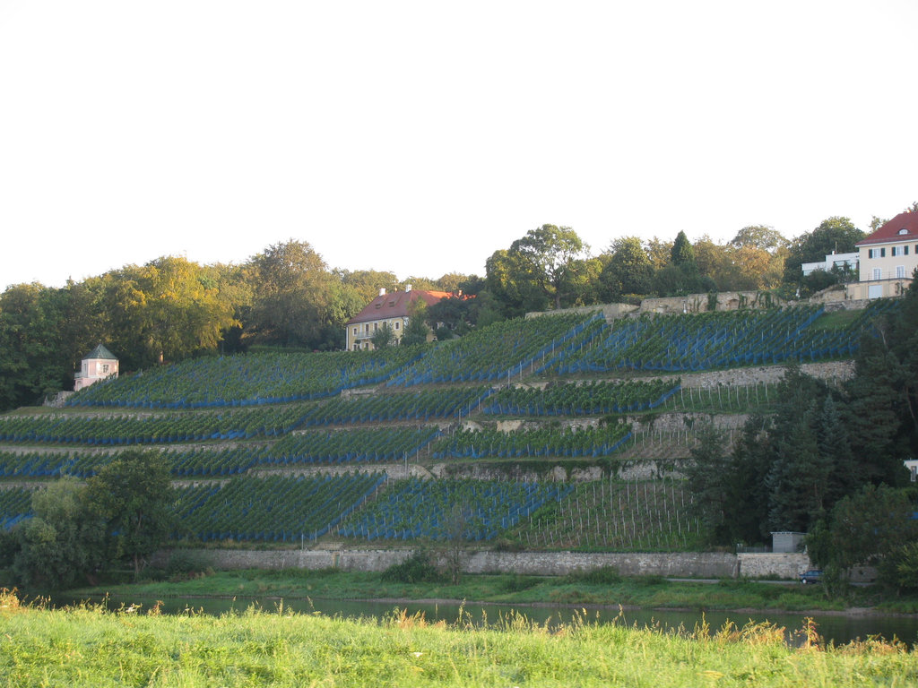 Dresden Dinglinger Weinberg