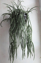 Rhipsalis baccifera horrida