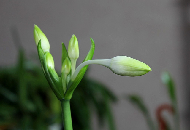 Eucharis amazonica