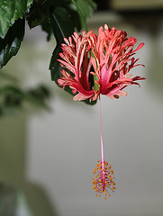 Hibiscus schizopetalus