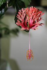 Hibiscus schizopetalus 2