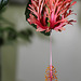 Hibiscus schizopetalus 2