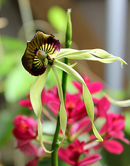 Encyclia 2