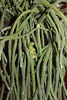 Rhipsalis baccifera ssp horrida