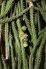 Rhipsalis baccifera ssp horrida