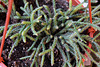 Rhipsalis pilocarpa 2