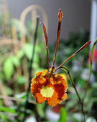 Psychopsis papilio