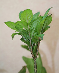 Amorphophallus 2