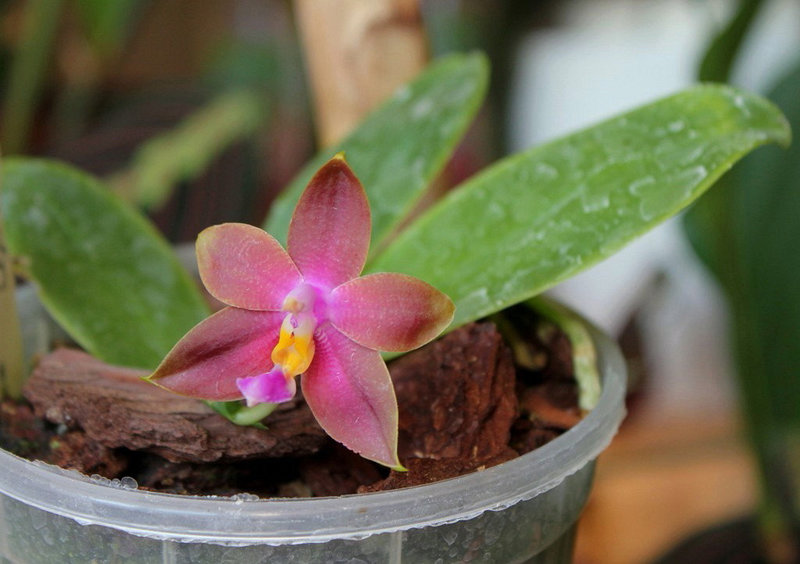 Phalaenopsis bellina x venosa