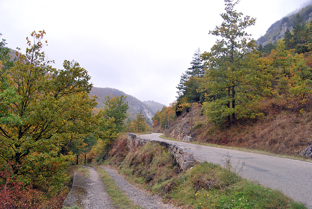 Arbres d'automne