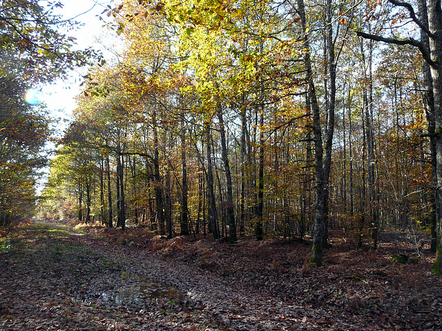 forêt de Chateauroux