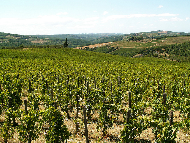 Chianti bei Panzano