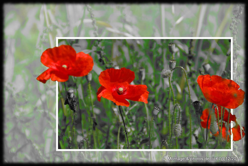 coquelicots