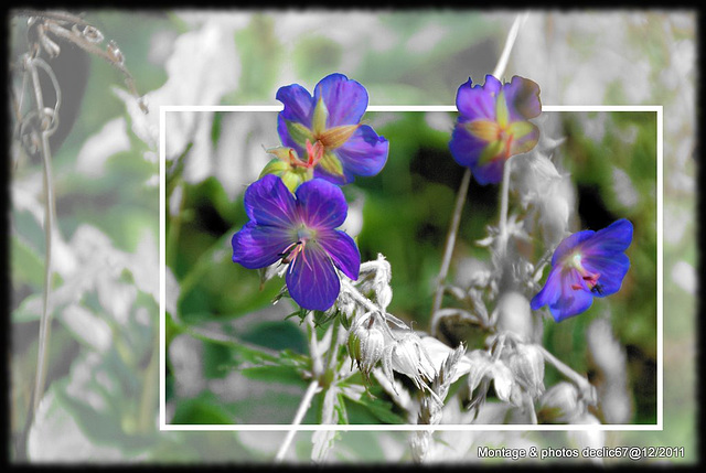 fleurs bleues