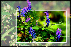 fleurs grapes