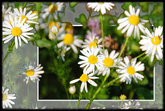 marguerites