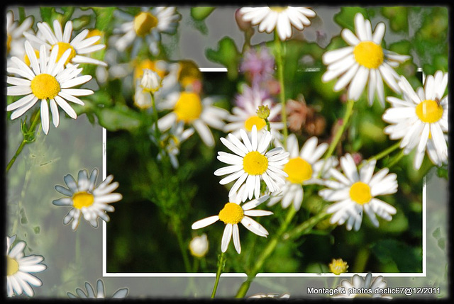 marguerites