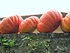 CITROUILLES