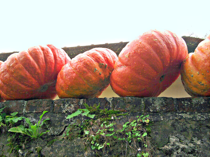 CITROUILLES