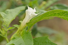 DATURA