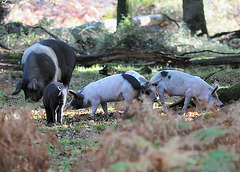 Pigs eating acorns