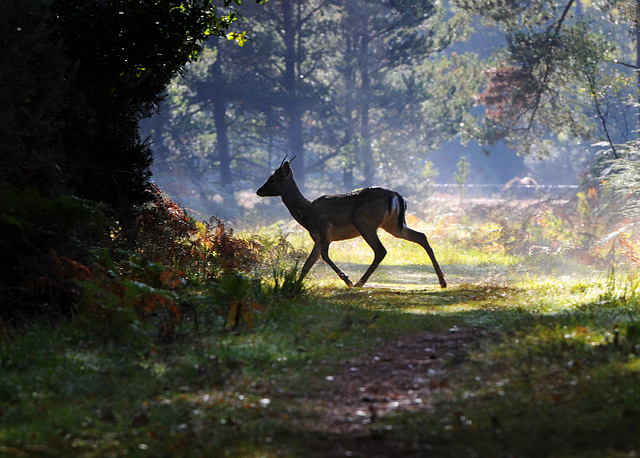 Doe on the run