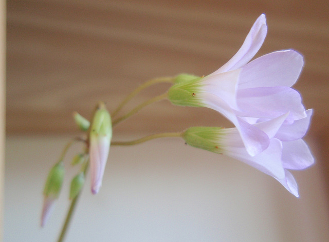 oxalis triangularis PA233759-1