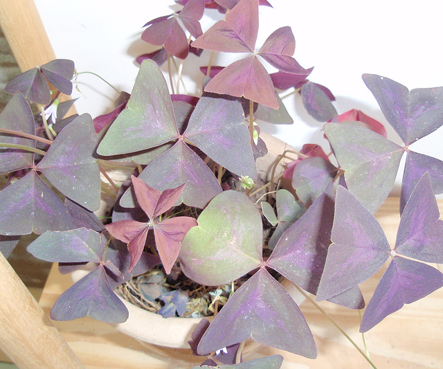 oxalis triangularis PA233760-1