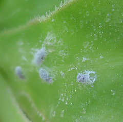cochenilles PA233764-1