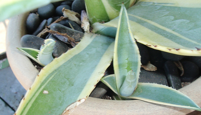 agave américana marginata PA233768-1